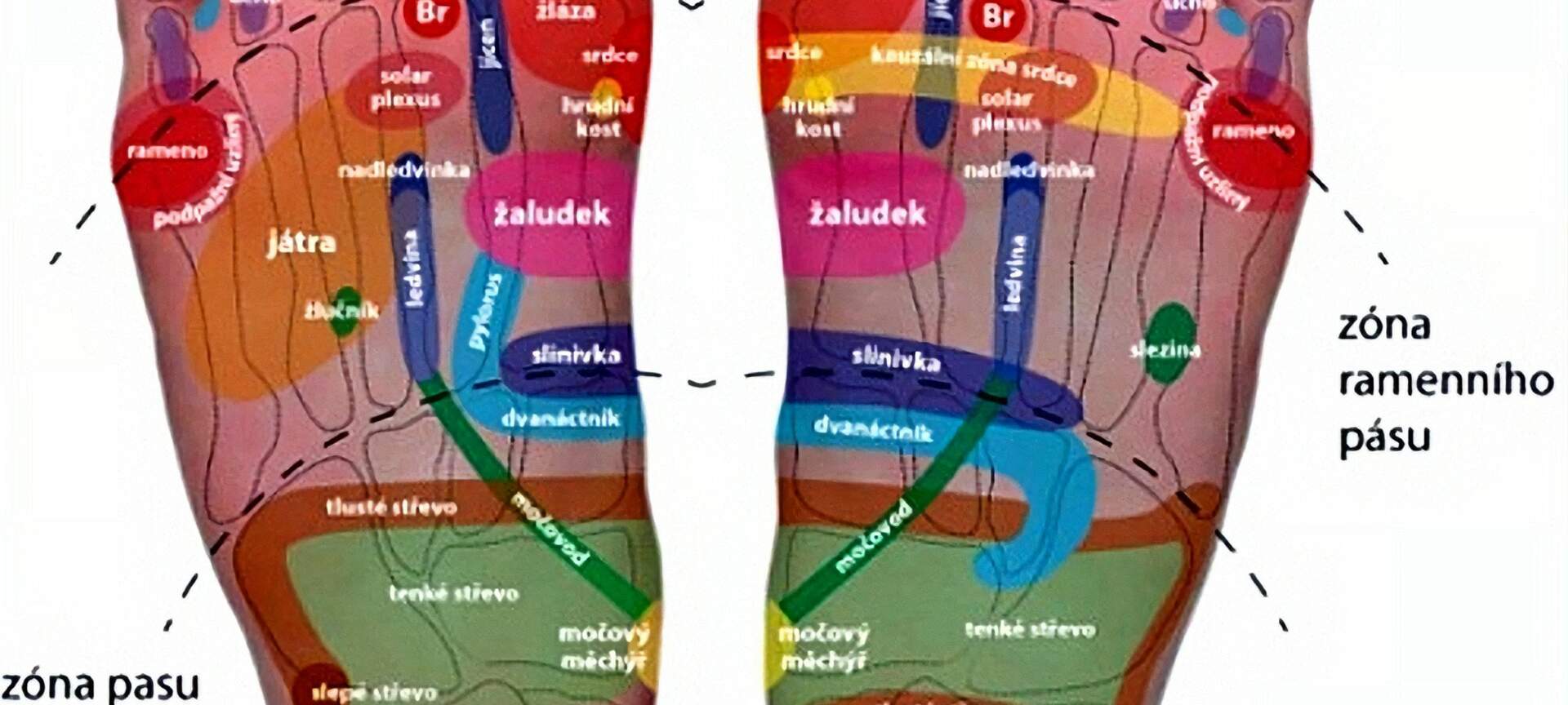 Reflexológia chodidiel II – vnútorné orgány a diagnostika
